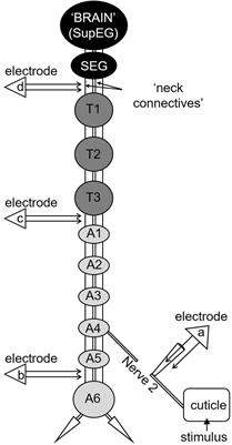 Nociceptive Pathway in the Cockroach Periplaneta americana